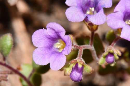 Beautiful phacelia (Phacelia pulchella)