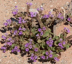 Beautiful phacelia (Phacelia pulchella)