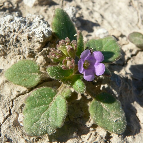 Beautiful phacelia (Phacelia pulchella)