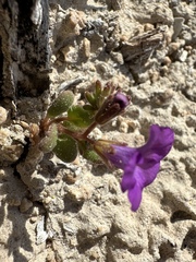 Beautiful phacelia (Phacelia pulchella)