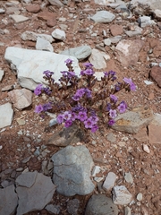 Beautiful phacelia (Phacelia pulchella)