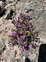 Beautiful phacelia (Phacelia pulchella)