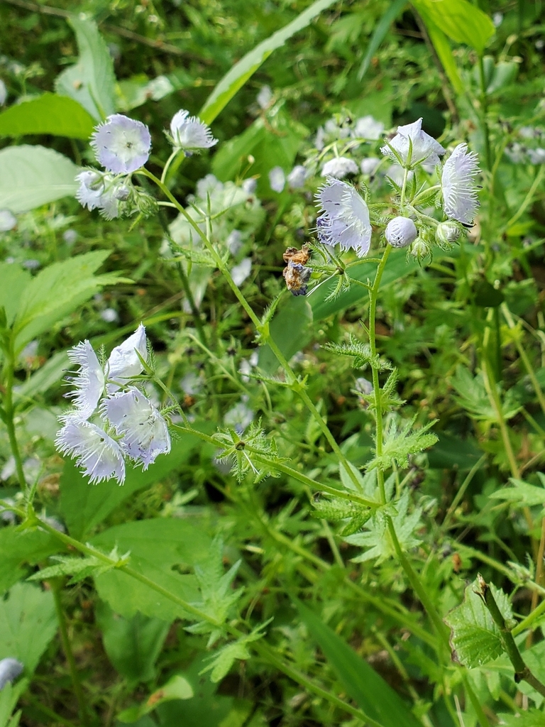 Miami mist (Phacelia purshii)