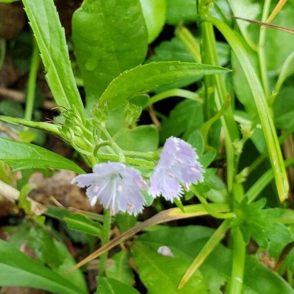 Miami mist (Phacelia purshii)