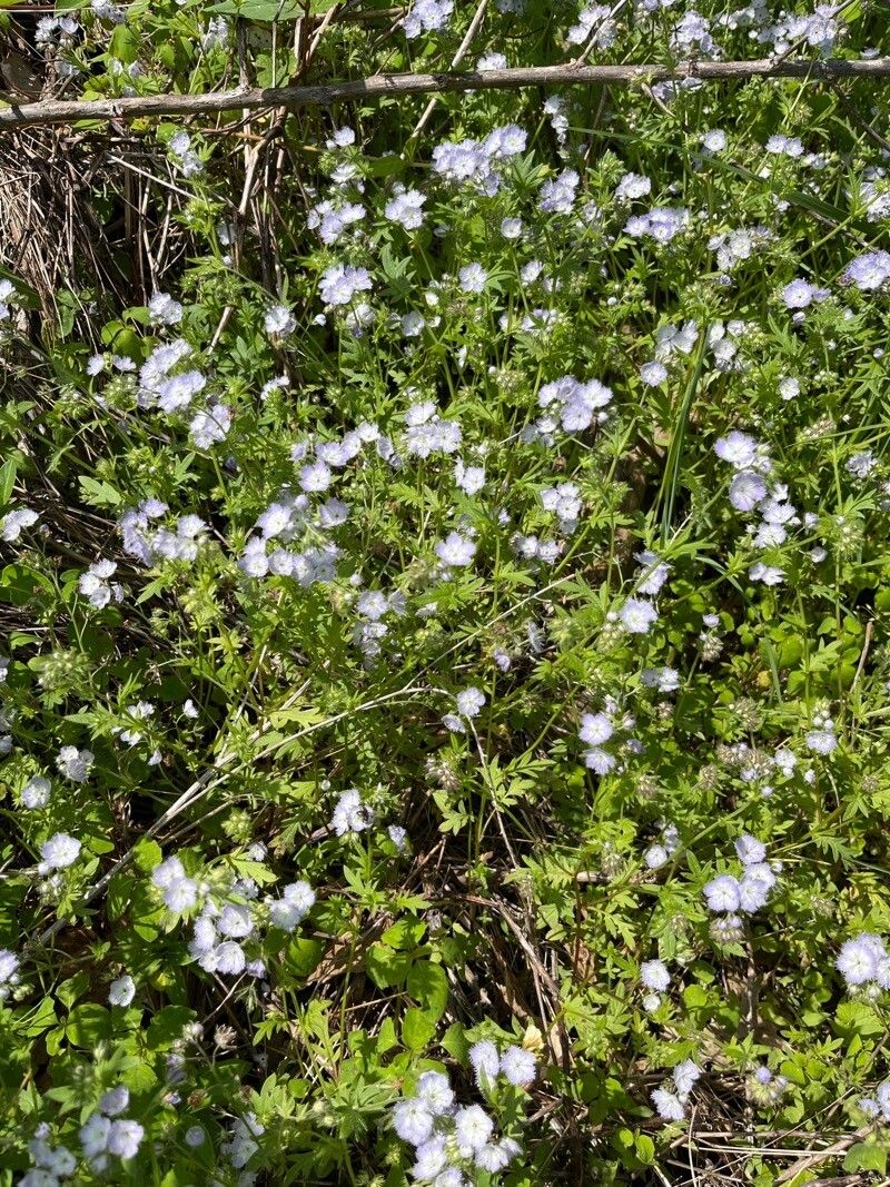 Miami mist (Phacelia purshii)
