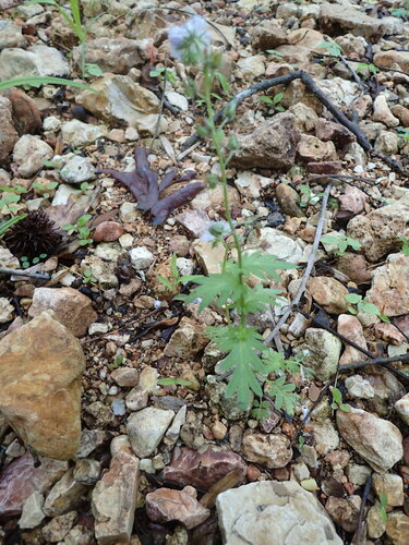 Miami mist (Phacelia purshii)