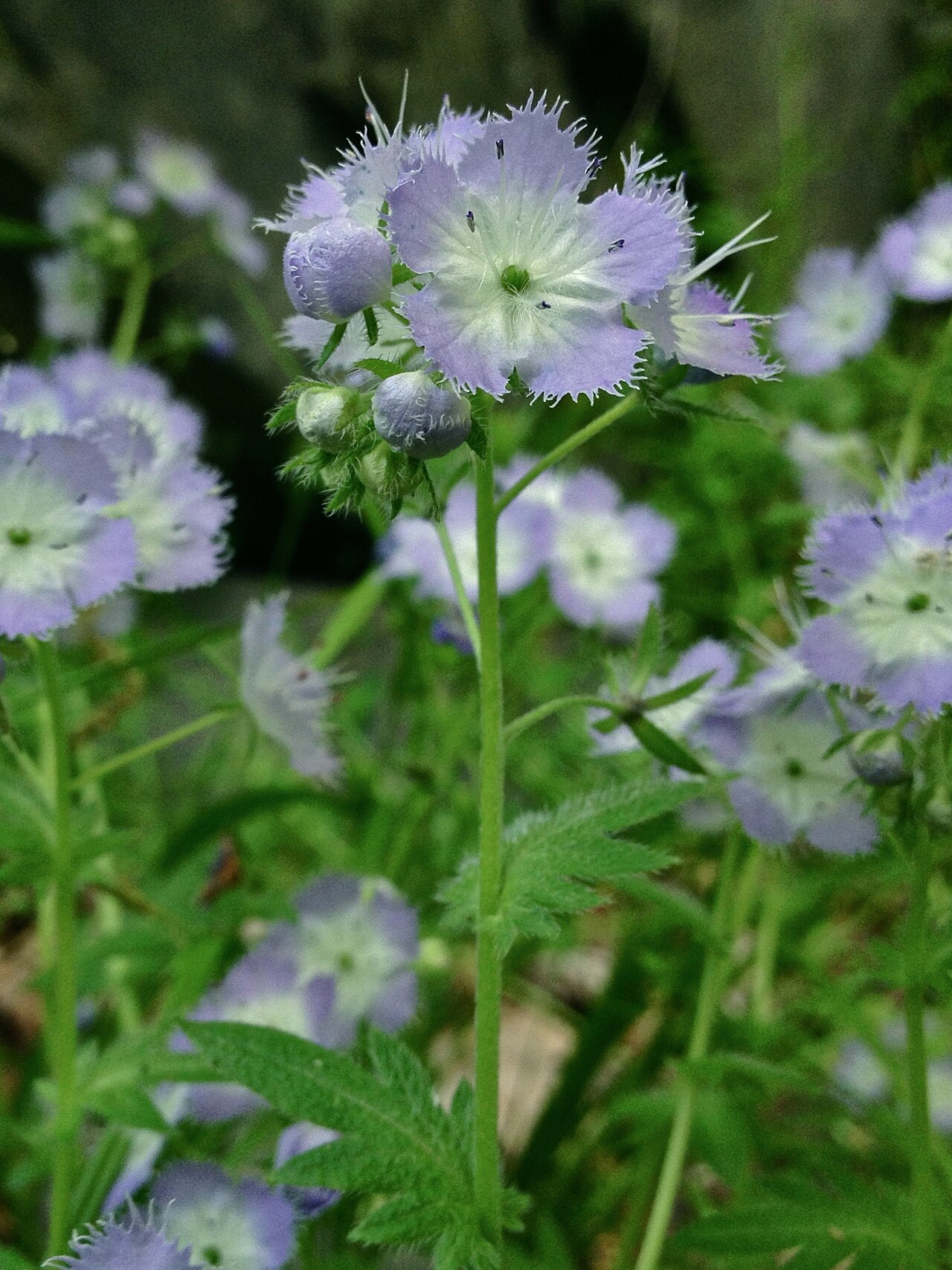 Miami mist: Photograph of Phacelia purshii in flower. This a native plant growing wild in a floodplain forest habitat near the Potomac river, in the C & O Canal National Hi