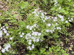 Miami mist (Phacelia purshii)