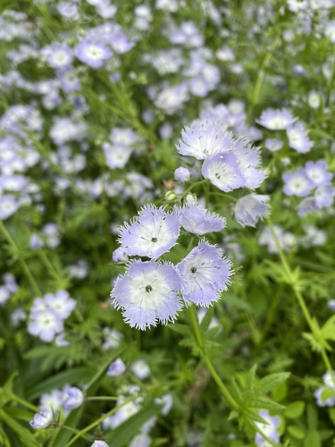 Miami mist (Phacelia purshii)