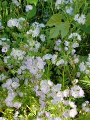 Miami mist (Phacelia purshii)