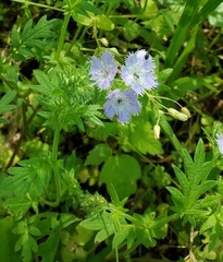 Miami mist (Phacelia purshii)