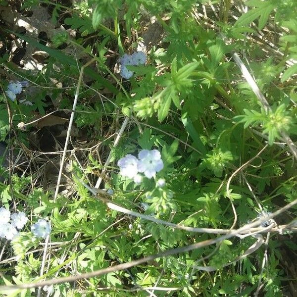 Miami mist (Phacelia purshii)