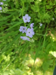 Miami mist (Phacelia purshii)