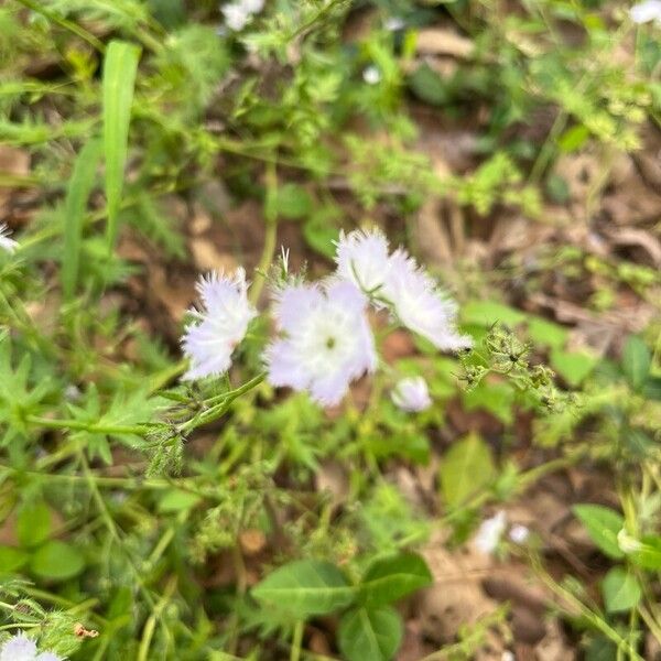 Miami mist (Phacelia purshii)