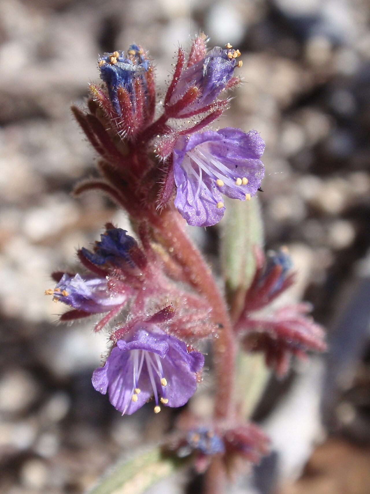 Quick's phacelia: Phacelia quickii in Ansel Adams Wilderness, Madera Co., CA, USA