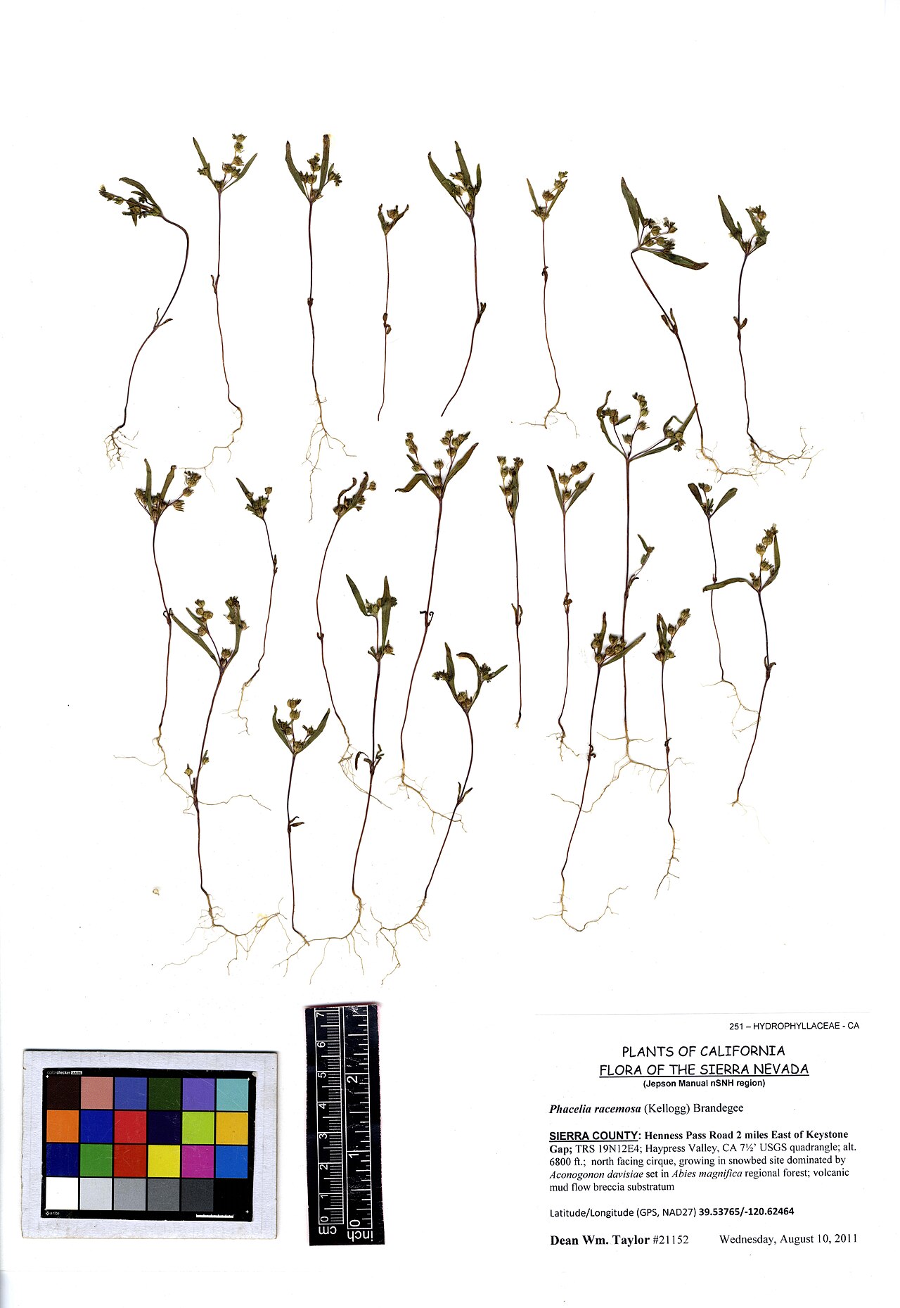 Racemose phacelia: Phacelia racemosa #21152