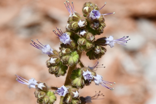 Plateau phacelia (Phacelia rafaelensis)