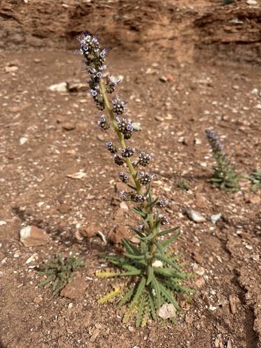 Plateau phacelia (Phacelia rafaelensis)