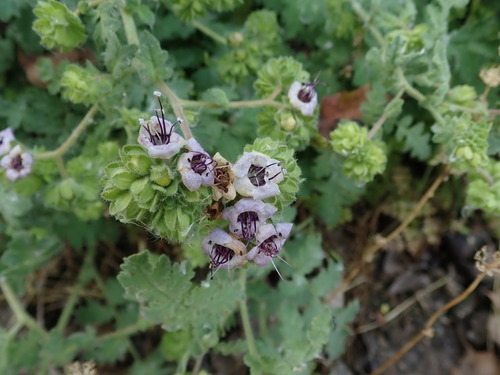 Branching phacelia (Phacelia ramosissima)
