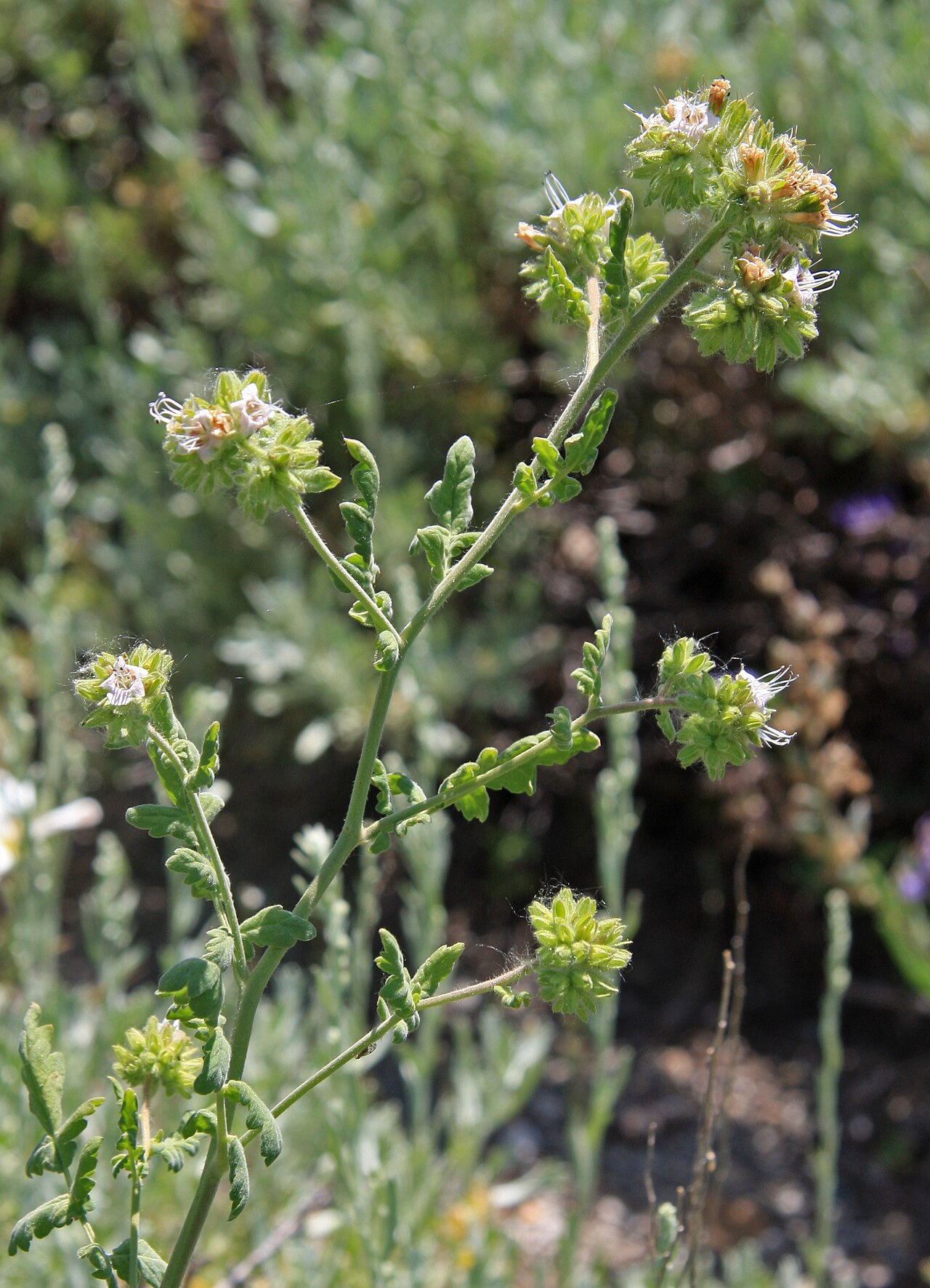 Branching phacelia: Branching phacelia (Phacelia ramosissima), flowerhead, branching, and leaves. At 8900ft along High Trail above Agnew Meadows, Ansel Adams Wilderness, California
