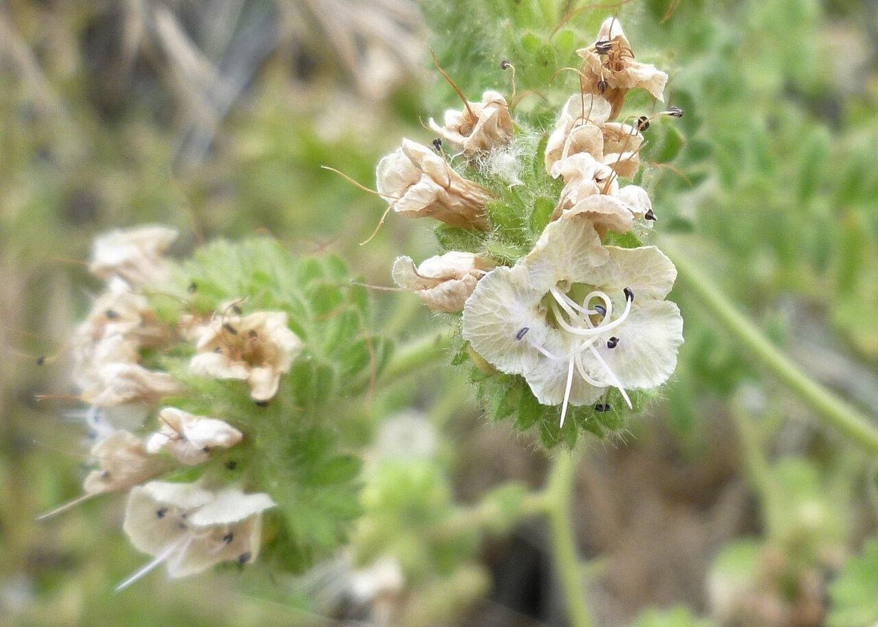 Branching phacelia: Phacelia ramosissima on basalt talus near Douglas Creek, Douglas County Washington