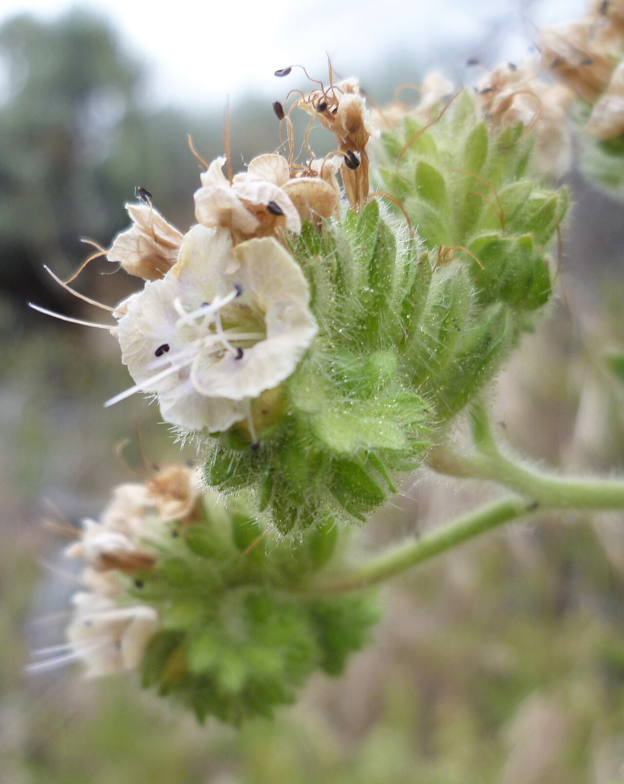 Branching phacelia: Phacelia ramosissima on basalt talus near Douglas Creek, Douglas County Washington