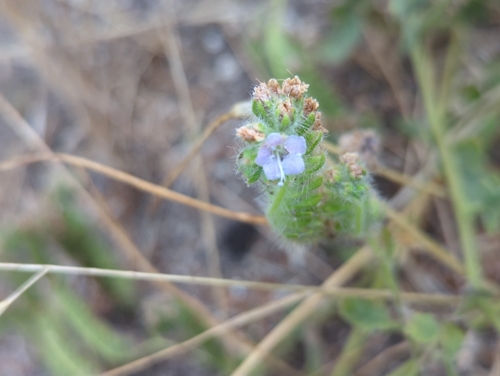 Branching phacelia (Phacelia ramosissima)