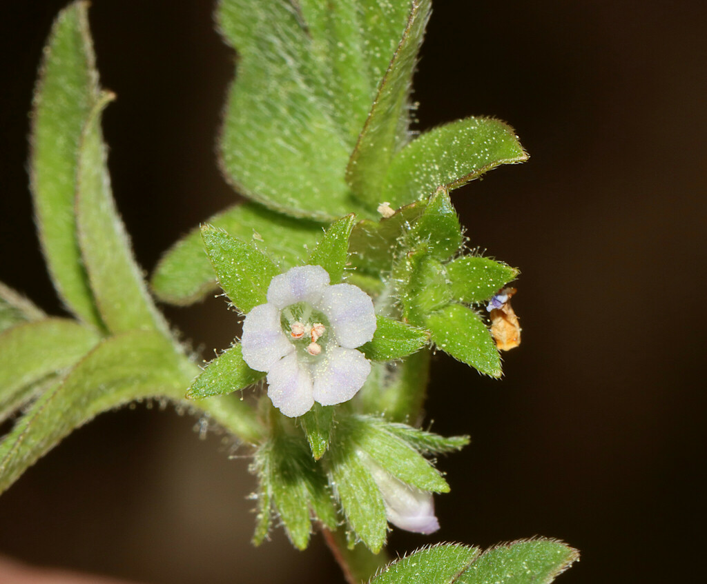 Oceanblue phacelia (Phacelia ranunculacea)