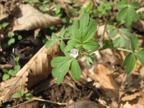 Oceanblue phacelia (Phacelia ranunculacea)