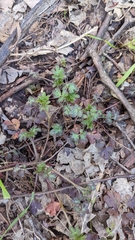 Oceanblue phacelia (Phacelia ranunculacea)