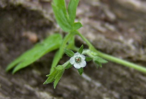 Oceanblue phacelia (Phacelia ranunculacea)