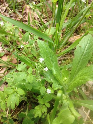 Oceanblue phacelia (Phacelia ranunculacea)