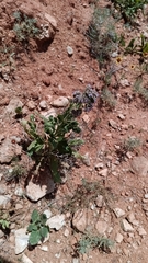 Stout phacelia (Phacelia robusta)