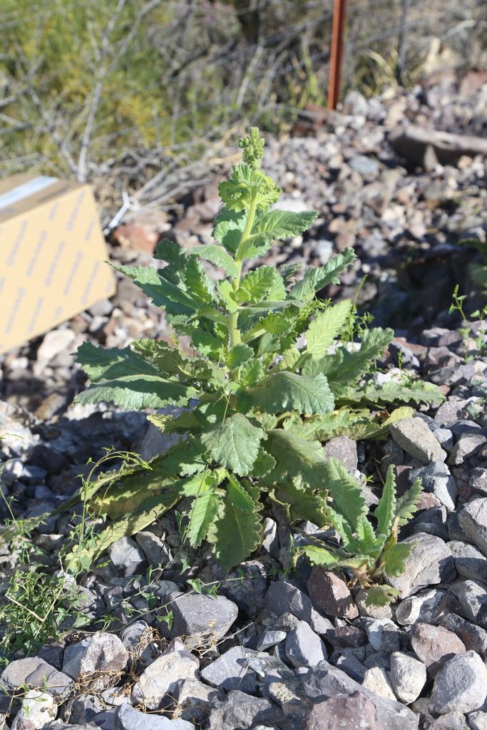 Stout phacelia (Phacelia robusta)