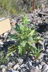 Stout phacelia (Phacelia robusta)