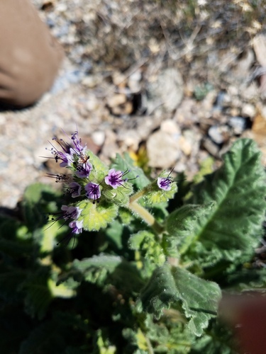 Stout phacelia (Phacelia robusta)