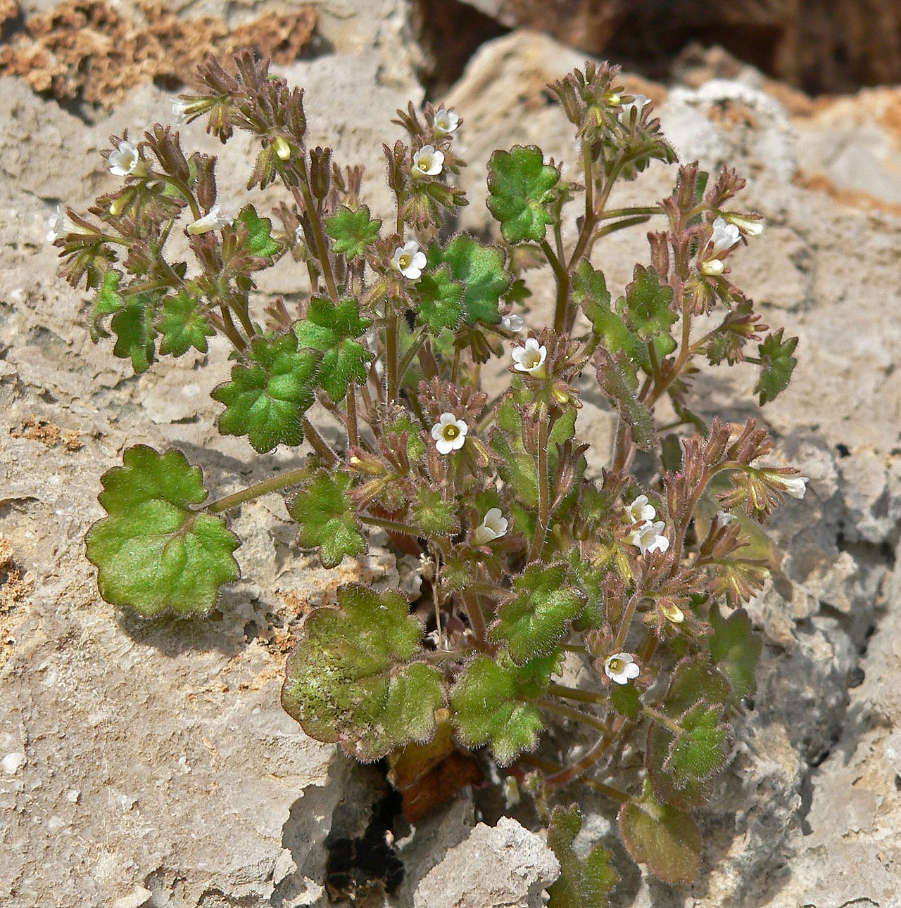 Roundleaf phacelia: Photo of Phacelia rotundifolia on hillside west of Las Vegas, Nevada , just outside Red Rock Canyon