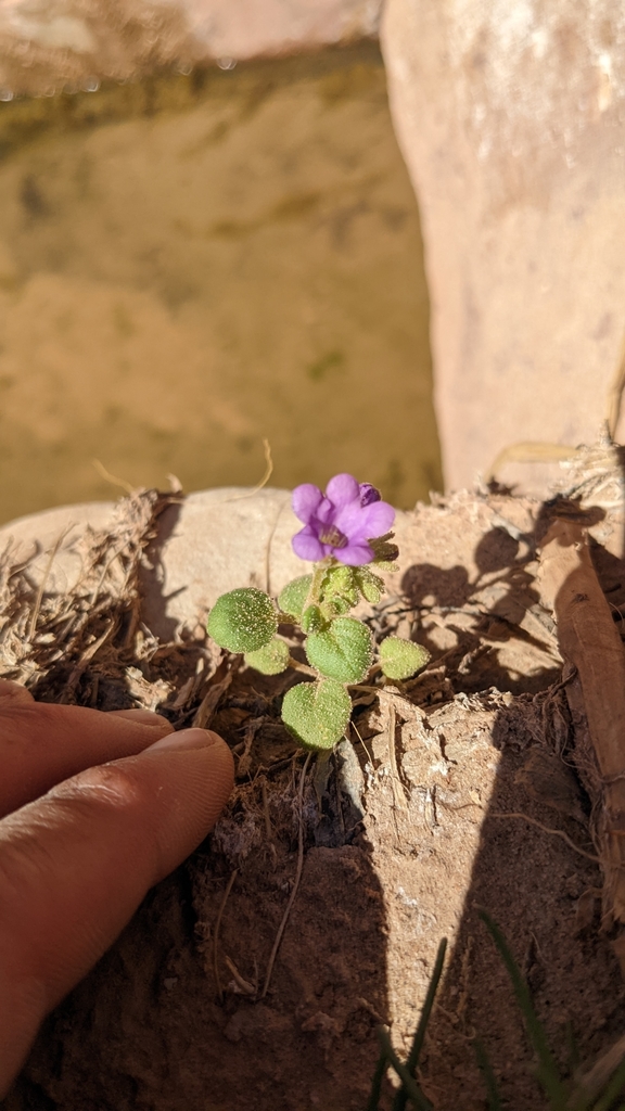 Phacelia sabulonum (Phacelia sabulonum)