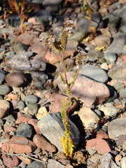 Phacelia sanzinii (Phacelia sanzinii)