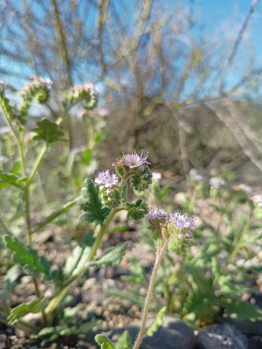 Phacelia sanzinii (Phacelia sanzinii)