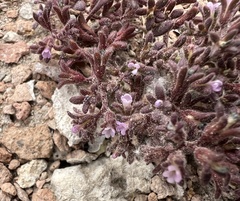 Stonecrop phacelia (Phacelia saxicola)