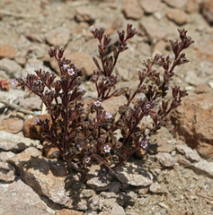 Stonecrop phacelia (Phacelia saxicola)