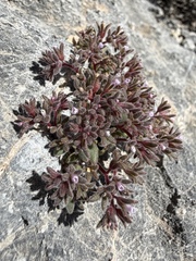 Stonecrop phacelia (Phacelia saxicola)