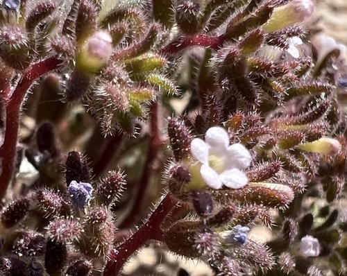 Stonecrop phacelia (Phacelia saxicola)