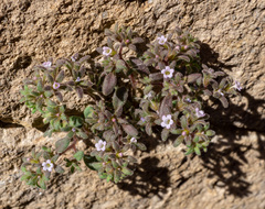 Stonecrop phacelia (Phacelia saxicola)