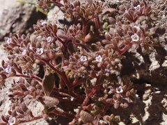 Stonecrop phacelia (Phacelia saxicola)