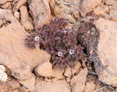 Stonecrop phacelia (Phacelia saxicola)