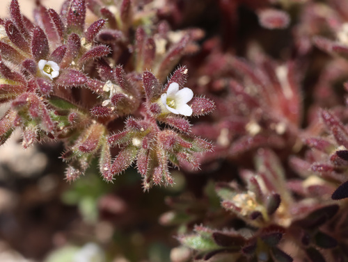 Stonecrop phacelia (Phacelia saxicola)