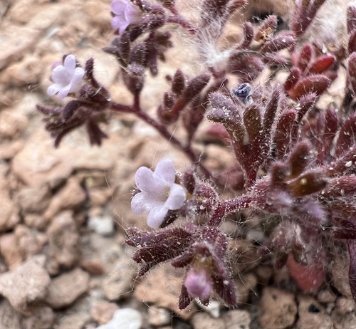 Stonecrop phacelia (Phacelia saxicola)