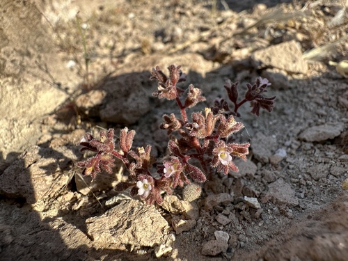 Stonecrop phacelia (Phacelia saxicola)
